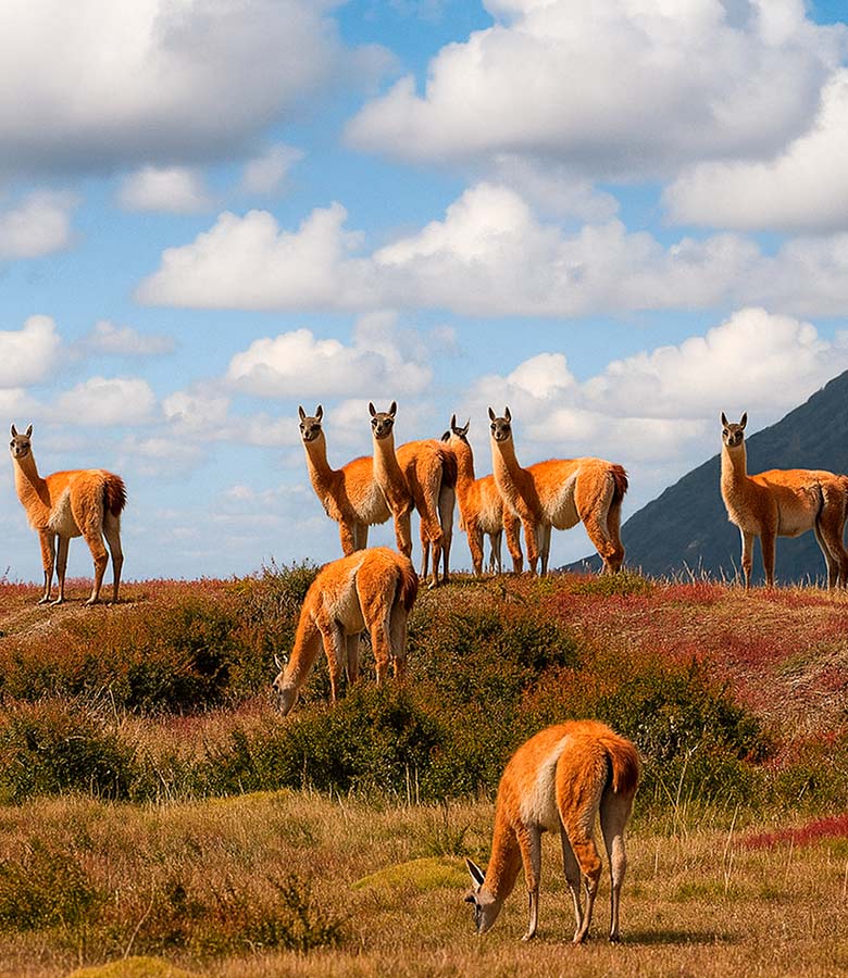 pampa-guanaco